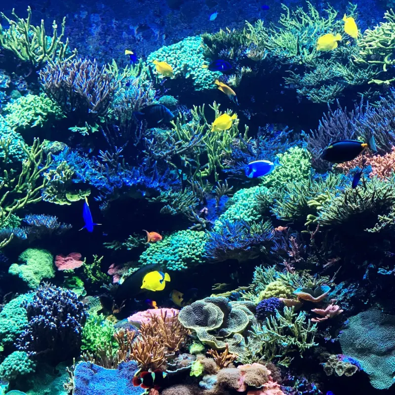 Colourful coral reef with small tropical fish swimming